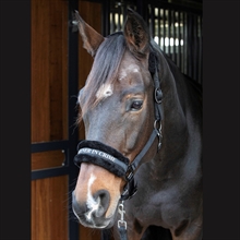 Harry\'s Horse halster Lyrics Quotes